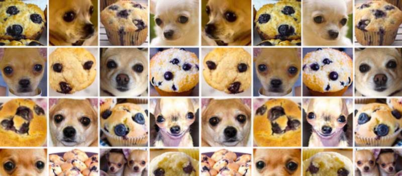 Chihuahua Muffin